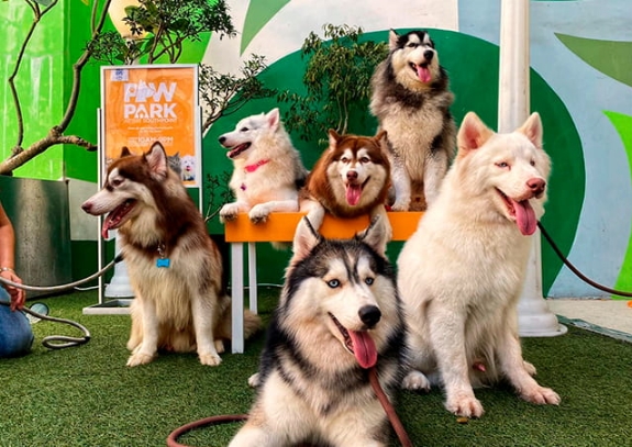  Make your Pet’s Day-out count at SM Supermalls’ Paw Park and Festival