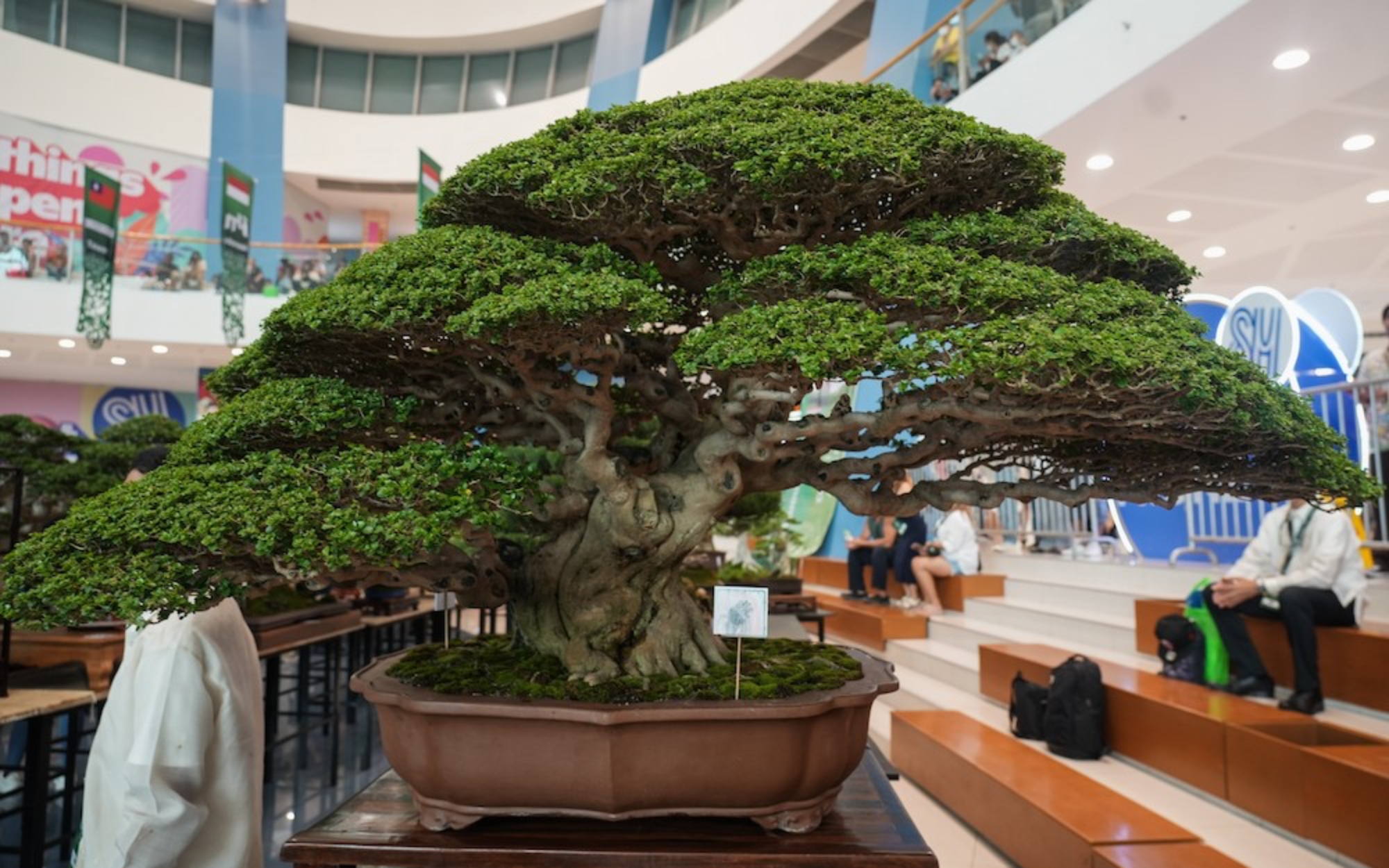 SM Supermalls, PBSI, host grandest bonsai exhibition in Asia
